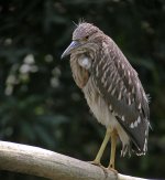 bc night heron juv nex5 DSCN9258.jpg