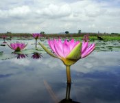 waterlily Nex5_DSC1847.jpg