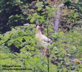 White-eared Pheasant.jpg