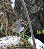 Himalayan Rubythroat.jpg