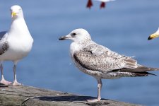 gull29x6.jpg