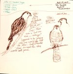 103-0062-PAN-COHASketches-Aug28,10-WS.jpg