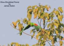 Olive-shouldred Parrot-1.jpg