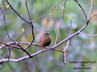 Golden-naped Finch-1.jpg