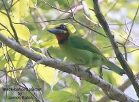 Black-banded Barbet-1.jpg