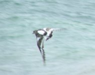 Turnstone1.jpg