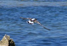 Turnstone2.jpg