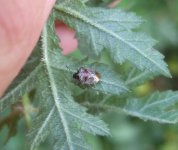 Woundwort Bug (Eysarcoris venustissimus).jpg