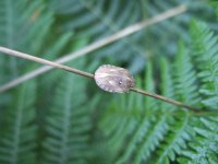 Tortoise Bug (Eurygaster testudinaria).jpg