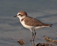 Kentish-Plover.jpg