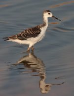 Black-winged-Stilt-juvenile.jpg