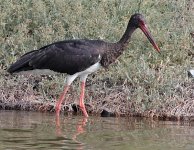 Black-Stork2.jpg