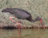 Black-Stork3.jpg