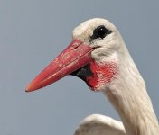 White-Stork3.jpg