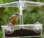 nuthatch3_cr_med.jpg