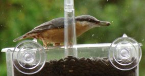 nuthatch1_cr2_med.jpg