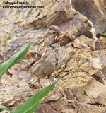 rock sparrow.jpg