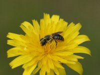 Etterby Scaur Megachile sp.jpg