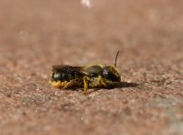 Etterby Scaur Megachile sp 2.jpg