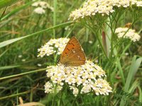 Scarce Copper2.JPG