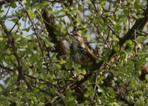 Spotted Morning-Thrush.jpg