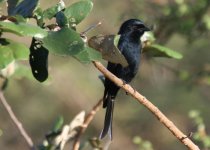 Fork-tailed Drongo.jpg