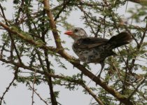 Red-billed Buffalo-Weaver.jpg