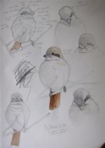 Daurian Shrike (1) (Large).jpg