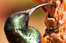 greater double collared sunbird100% crop.jpg