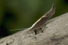 ypsolopha_dentella-00002.jpg