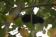 blackandcrimsonOriole.jpg