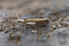 ypsolopha_parenthesella-00001.jpg