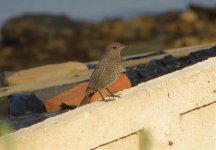 Blue Rock Thrush 57590.jpg