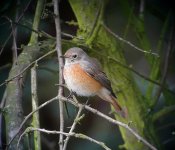 Redstart1.jpg