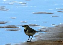 wagtail2.jpg