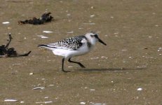 sanderling.jpg