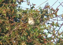 booted-sykes warbler2.jpg