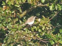 booted-sykes warbler3.jpg