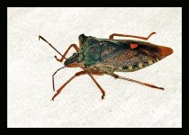 Shieldbug2.jpg