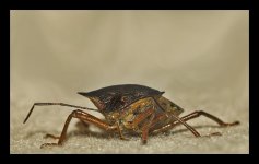 Shield bug 3.jpg