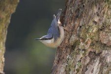 Nuthatch (3).jpg