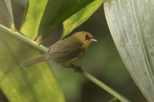 goldenBabbler.jpg