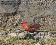 streaked rosefinch s.jpg