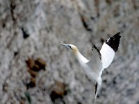 IMG_5298_Gannet.jpg