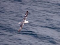 IMG_5203_Fulmar.jpg