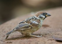 tree sparrow nex5 nik300_DSC6323.jpg