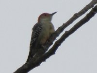 Red-bellied Woodpecker IMG_4660.JPG