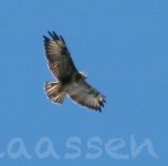 Buzzard sp 9704 Syderstone Common(Norfolk, UK).jpg