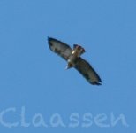 Buzzard sp 9705 Syderstone Common(Norfolk, UK).jpg