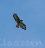 Buzzard sp 9707 Syderstone Common (Norfolk, UK).jpg